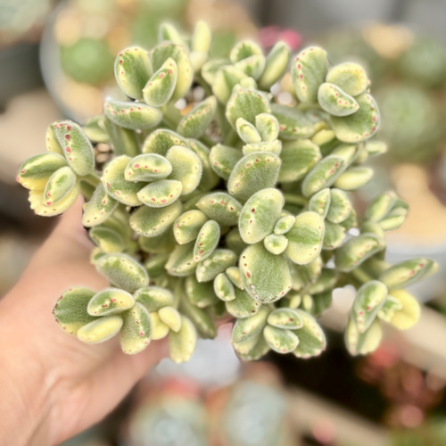熊童子錦 特大株 斑入り コチレドン 多肉植物 多肉植物 プクニク 通販