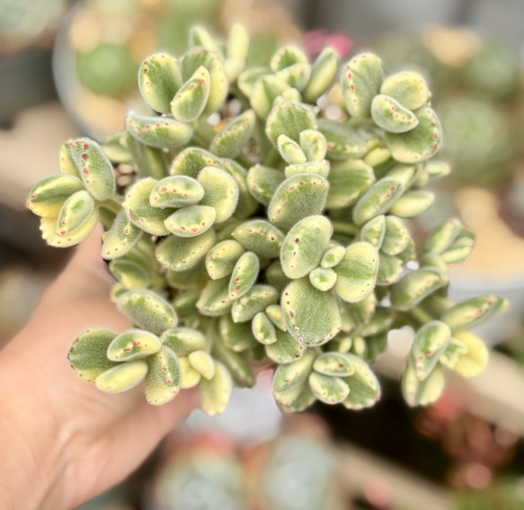 熊童子錦 特大株 斑入り コチレドン 多肉植物 多肉植物 プクニク