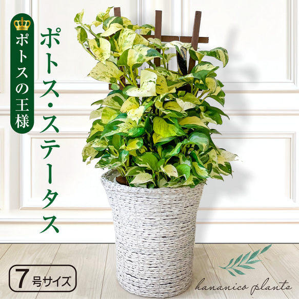 モンステラ・ポトス 中型 緑と黄色の斑入り ポトス 緑と黄色の斑入り 発根済み 5本セット やや小さめ - メルカリ