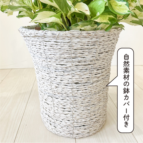 ポトス ステータス ポトスの王様 観葉植物 斑入り品種 レア 珍しい