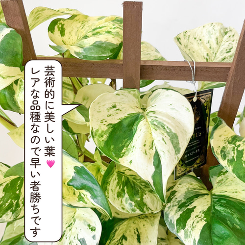 ポトス ステータス ポトスの王様 観葉植物 斑入り品種 レア 珍しい