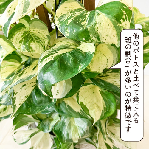 ［現品］【希少】3番　♡おすすめ♡ ポトス　ステータス　7号　斑入り　レア ポトス ステータス ポトスの王様 観葉植物 斑入り品種 レア 珍しい