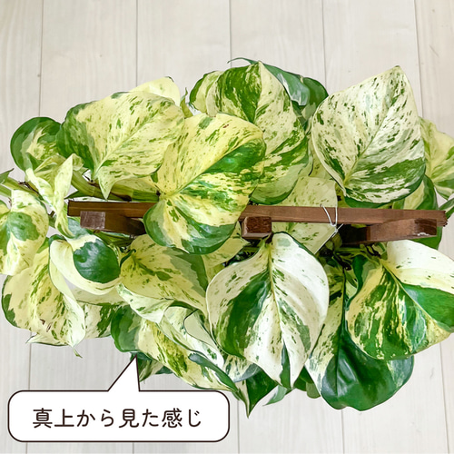 ポトス ステータス ポトスの王様 観葉植物 斑入り品種 レア 珍しい