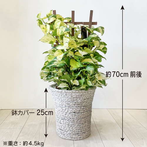 ポトス ステータス ポトスの王様 観葉植物 斑入り品種 レア