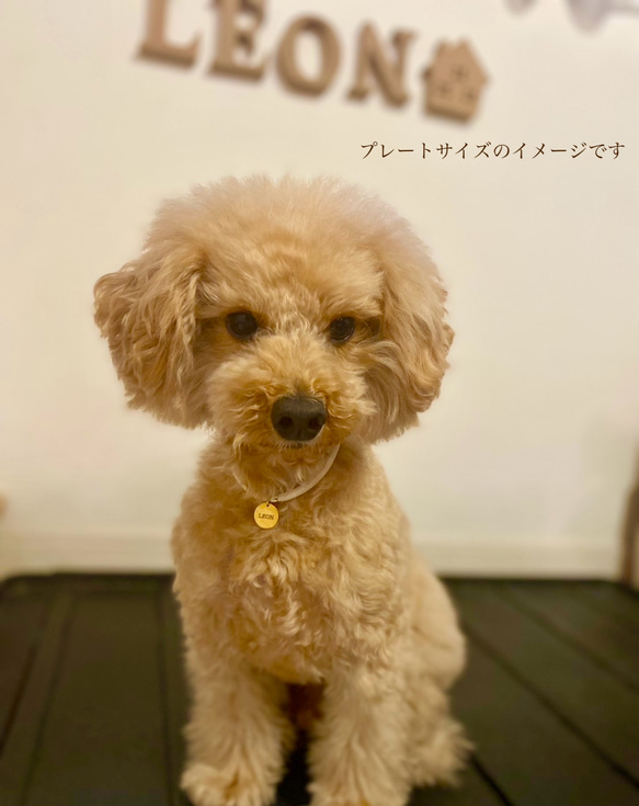 【全4色】＼着画レビューキャンペーン中♩／ 15mmの迷子札付　柔らかコードを使用した犬用チョーカー 2枚目の画像