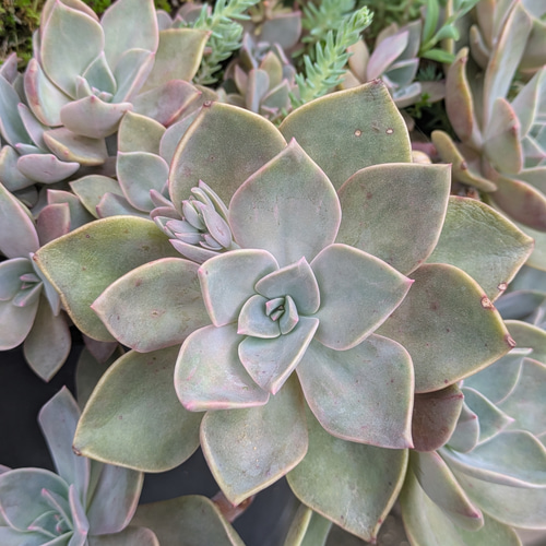 多肉植物 初恋 カット苗 1つ 直径約8〜9㎝ 多肉植物 ミクロ 通販