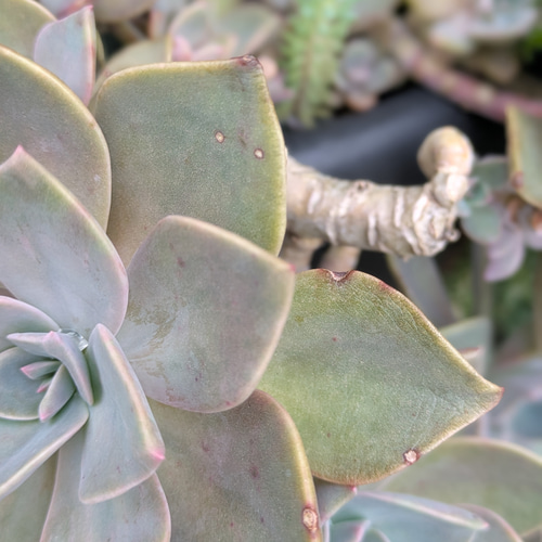 多肉植物カット苗　① 多肉植物 寄せ植え カット苗 ①｜Yahoo!フリマ（旧PayPayフリマ）