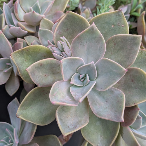 多肉植物 初恋 カット苗 1つ 直径約8〜9㎝ 多肉植物 ミクロ 通販