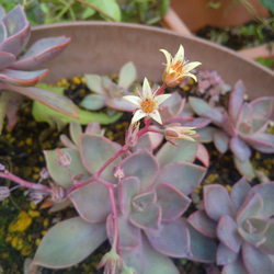 多肉植物 初恋 カット苗 1つ 直径約8〜9㎝ 多肉植物 ミクロ 通販