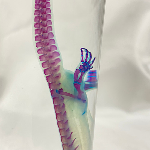 特選逸品】透明標本 アカハライモリ その他置物 Magi 通販