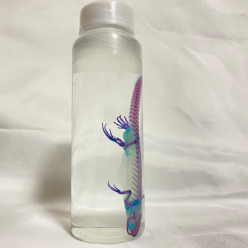 透明標本 アカハライモリ 特選逸品】透明標本 アカハライモリ その他置物 Magi 通販 19336383