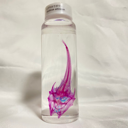 特選逸品】透明標本 アカハライモリ その他置物 Magi 通販 19336383