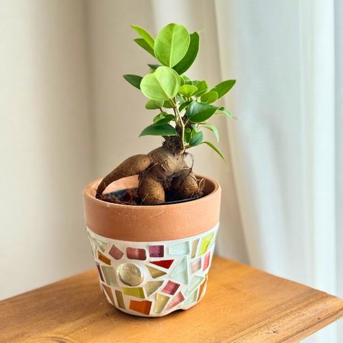 再販\選べるガジュマルと植木鉢/ 数量限定 手のひらサイズ