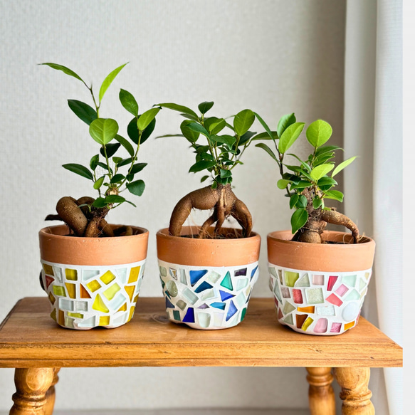 再販\選べるガジュマルと植木鉢/ 数量限定 手のひらサイズ 植木鉢 ミニ