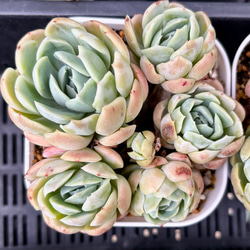青（ブルー） 多肉植物 のおすすめ人気通販｜Creema(クリーマ