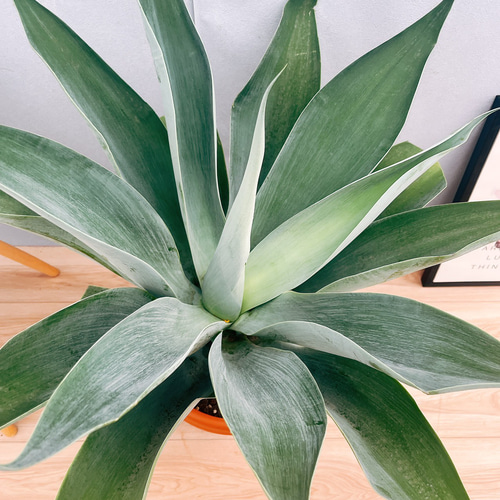 現品］【希少】20番 アガベ アテナータ ボーチンブルー 10号 尺鉢 観葉