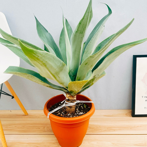 アガベ アテナータ ボーチンブルー 観葉植物 サボテン アガベ