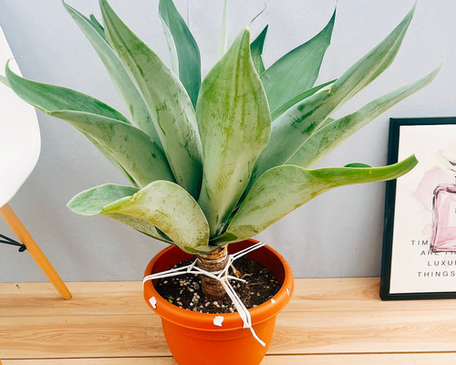 現品】アガベ・アテナータ「ブルー・オリビア」10号 ち2番 現品