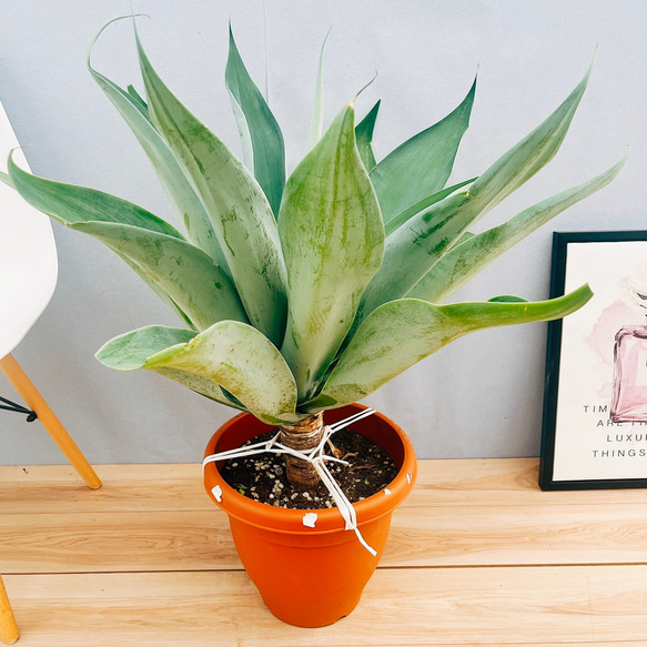 人気❗️ アガベ　ボーチンブルー　 アテナータ　観葉植物　お祝い　開店祝い 人気❗️ アガベ ボーチンブルー アテナータ 観葉植物 お祝い 開店祝い