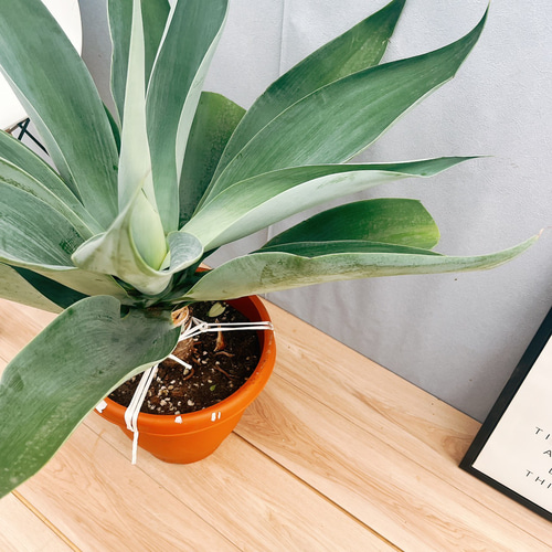 現品】アガベ・アテナータ ボーチンブルー 10号 や6番 現品】アガベ