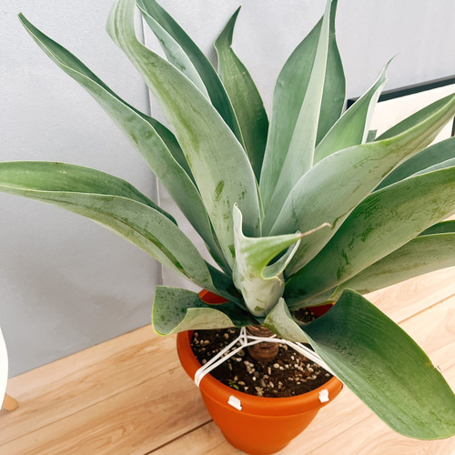 現品］【希少】20番 アガベ アテナータ ボーチンブルー 10号 尺鉢 観葉