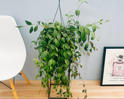 ［現品］90番　エスキナンサス　マルモラタス　5号　観葉植物　室内　吊り下げ 現品］90番 エスキナンサス マルモラタス 5号 観葉植物 室内