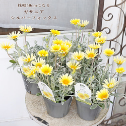 花苗 PW ガザニア ビースト シルバーフォックス 3.5号 多年草 イエロー