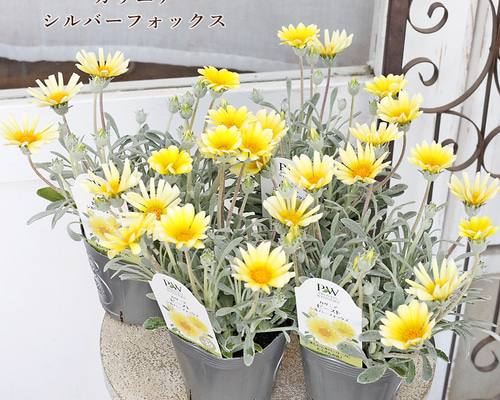 花苗 PW ガザニア ビースト シルバーフォックス 3.5号 多年草 イエロー