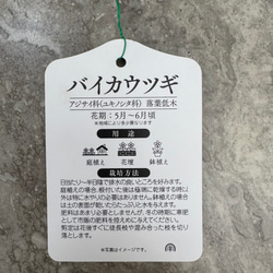 お値打ち『バイカウツギ』充実苗　花が終盤のため値下げしました 7枚目の画像