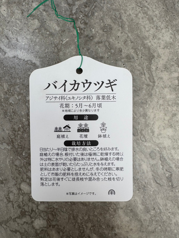 お値打ち『バイカウツギ』充実苗　花が終盤のため値下げしました 7枚目の画像