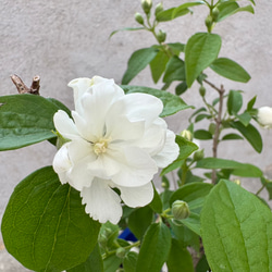 お値打ち『バイカウツギ』充実苗　花が終盤のため値下げしました 2枚目の画像