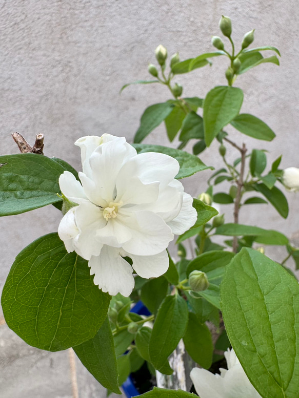 お値打ち『バイカウツギ』充実苗　花が終盤のため値下げしました 2枚目の画像