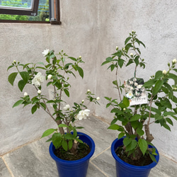 お値打ち『バイカウツギ』充実苗　花が終盤のため値下げしました 5枚目の画像