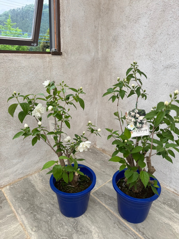 お値打ち『バイカウツギ』充実苗　花が終盤のため値下げしました 5枚目の画像