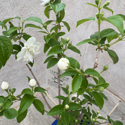 お値打ち『バイカウツギ』充実苗　花が終盤のため値下げしました 4枚目の画像