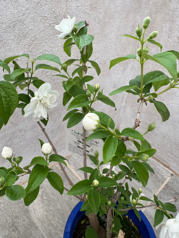 お値打ち『バイカウツギ』充実苗　花が終盤のため値下げしました 4枚目の画像