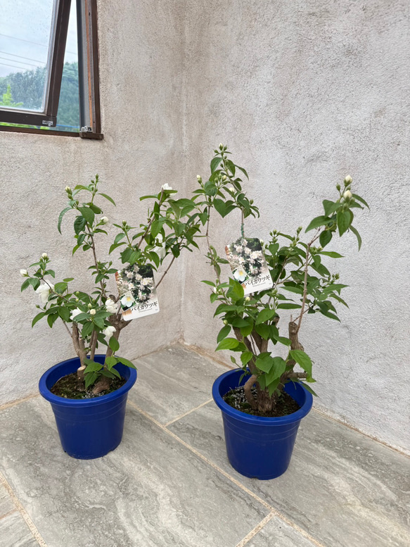 お値打ち『バイカウツギ』充実苗　花が終盤のため値下げしました 1枚目の画像