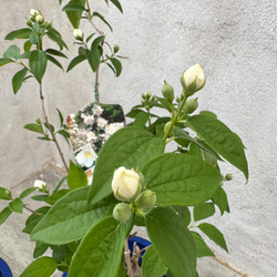 お値打ち『バイカウツギ』充実苗　花が終盤のため値下げしました 3枚目の画像