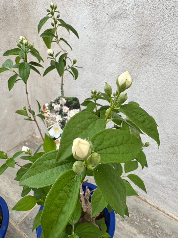 お値打ち『バイカウツギ』充実苗　花が終盤のため値下げしました 3枚目の画像