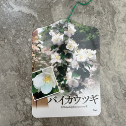 お値打ち『バイカウツギ』充実苗　花が終盤のため値下げしました 6枚目の画像