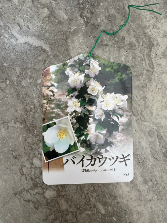 お値打ち『バイカウツギ』充実苗　花が終盤のため値下げしました 6枚目の画像