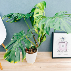 幹立ち モンステラ デリシオーサ ファイバー鉢 お皿付き 幹立ち モンステラ デリシオーサ ファイバー鉢 お皿付き