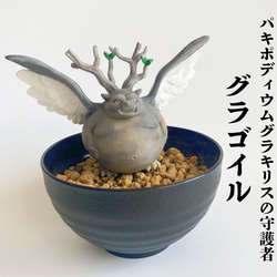 【パキポディウムの番人】パキ坊 グラキリス　12 現地球　ハンドメイド パキポディウムの番人】パキ坊 グラキリス 12 現地球