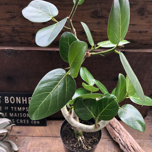 ベンガレンシス♡6号♡フィカス♡お部屋に♡観葉植物 アートフラワー