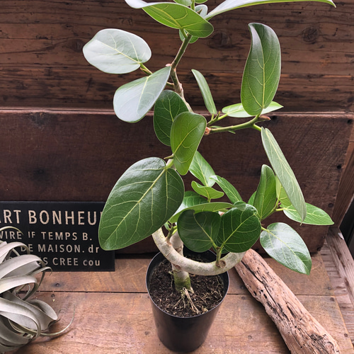 ベンガレンシス♡6号♡フィカス♡お部屋に♡観葉植物 アートフラワー