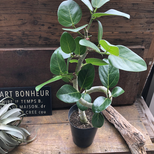 フィカス ベンガレンシス 観葉植物 おしゃれ 美品 限定 観葉植物 フィカス ベンガレンシス 6号 ストレート 竹バスケット