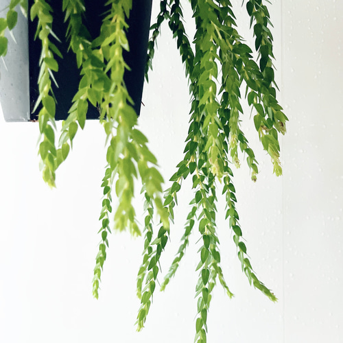 希少》フペルジア スワンテイル ハンギング 観葉植物 calm cafe 多肉