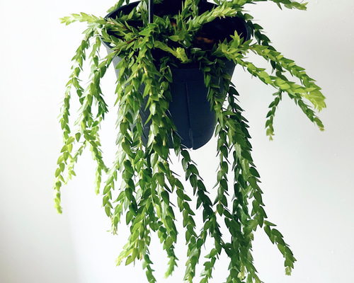 フペルジア・スクアローサ 希少 観葉植物 吊り下げ calm cafe e721bccd00045e9df859485b753c2c