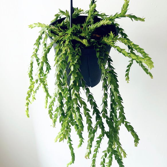 フペルジア・スクアローサ 希少 観葉植物 吊り下げ calm cafe 希少》フペルジア スワンテイル ハンギング 観葉植物 calm cafe 多肉