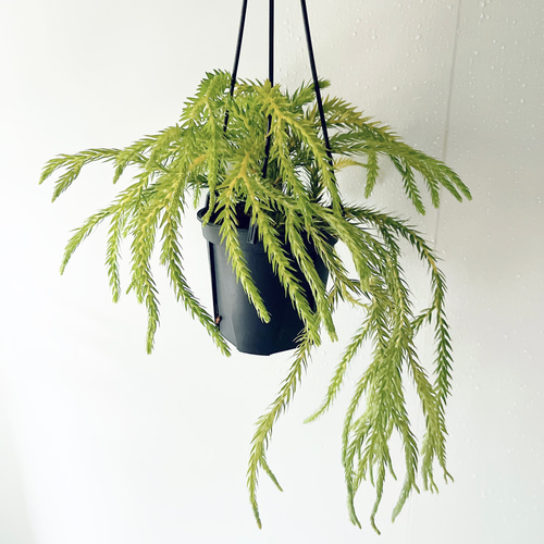 希少》フペルジア カリナータ スロイソン ハンギング 観葉植物 calm